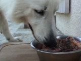 Exemple de ration BARF pour un chien adulte