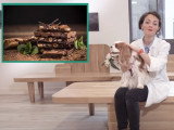 Les aliments à ne jamais donner à votre chien