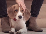 Comment bien nourrir un chien adulte