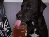 Chichou goûte un apéro pour chien