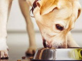 Conseils sur l'alimentation des chiens