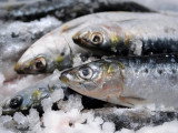 Des sardines dans de la glace