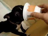 Un chiot mange un yaourt