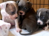 Des chiots American Pit Corso mangent dans leur gamelle
