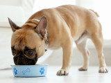 Un chien en train de manger dans sa gamelle