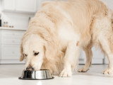 Un Golden Retriever mange dans la cuisine