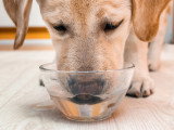 Un chien en train de boire dans une coupelle en verre
