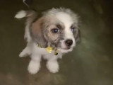 Un chiot Bea-Tzu reçoit des friandises