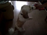 Un Cava Tzu se tient debout pour manger