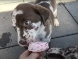 Un Aussiedor mange une glace