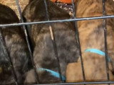 Une portée de Rotticorso mange tous ensemble