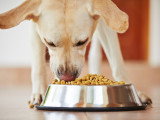 Un chien de type Labrador mange des croquettes dans sa gamelle