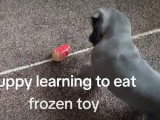 Un Frenchie Staff apprend à manger un aliment glacé