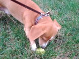 Un Doxle mange une pomme