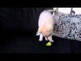 Un chiot découvre le goût du citron