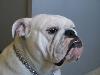 Un gros chien fait la grimace