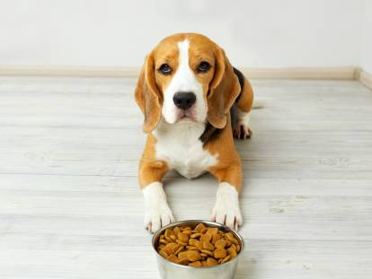 Un chiot Beagle allongé devant sa gamelle de croquettes