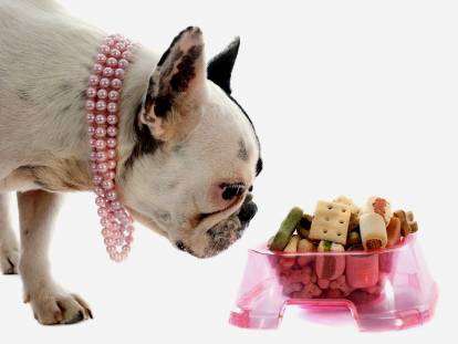 Changer l’alimentation de son chien : quand, pourquoi et comment ?