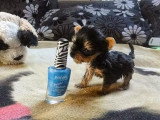 Des chiots Chihuahua aussi minuscules qu'adorables