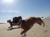 Un chien avec deux pattes seulement, mais plein de vie