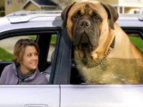 Quelques-uns des plus gros chiens du monde
