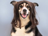 Image amusante d'un chien avec une perruque