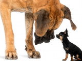 Un grand chien et un petit chien se font face sur un fond blanc