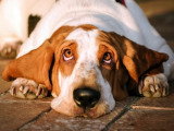 20 races de chien aux oreilles tombantes