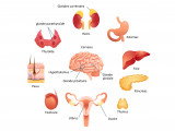 Le système endocrinien du chien