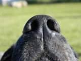 Gros plan sur la truffe d'un chien noir