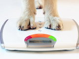 Les 20 races de chien les plus lourdes