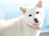 Un beau chien tout blanc