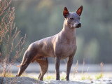 Un beau chien sans poil debout en extérieur