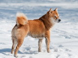 Un chien roux avec une queue en tire-bouchon