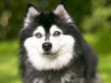 Un chiot Alaskan Klee Kai aux yeux vairons