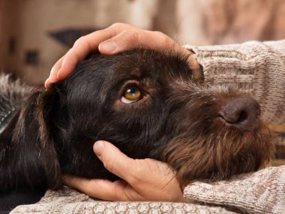 Le toucher chez le chien