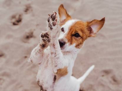 Un chien debout lève les pattes avant