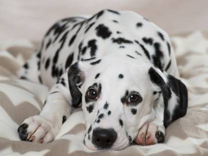 Un Dalmatien noir et blanc allongé sur un lit
