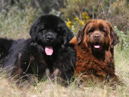 Gros chien : 20 races de gros chien