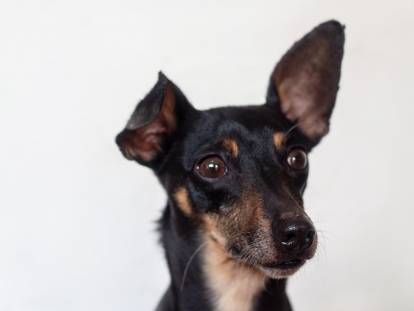 Un chien aux oreilles dressées