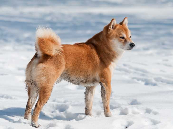 Animal à tirer Chien en bois pour enfants | small foot