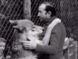 Germain des loups, l'homme qui avait un élevage de loups