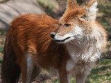 Gros plan d'un dhole