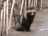 Un Chien Viverrin aperçu dans un parc à Tokyo