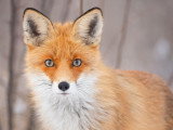 Un beau renard roux dans un paysage d'hiver