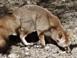 Un renard de Blanford cache de la nourriture