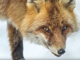 Quelques idées reçues sur le renard roux