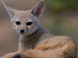 La vie du renard du Bengale au voisinage des humains