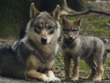 Père loup veille sur ses louveteaux