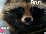 Qui est le tanuki, ce chien ressemblant à un raton-laveur ?